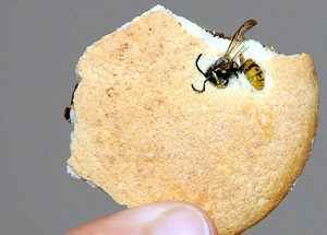 biscuit packet.